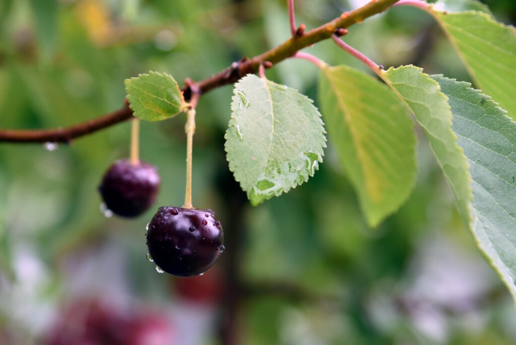 Blogi postaus (kopio)